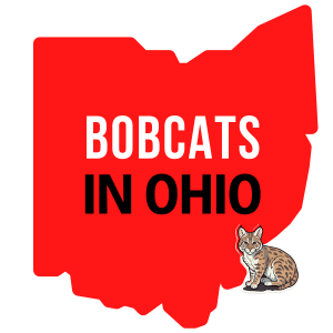 Bobcats in Ohio