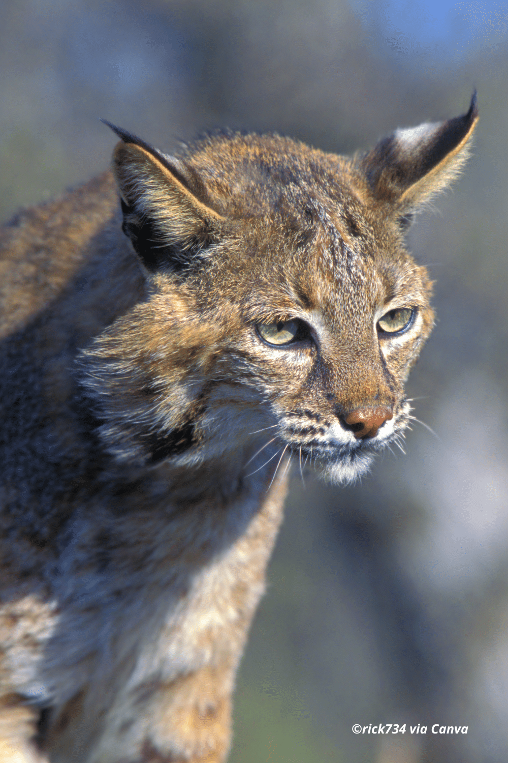 vertical image with a close up photo of a Bobcat with a blurred background