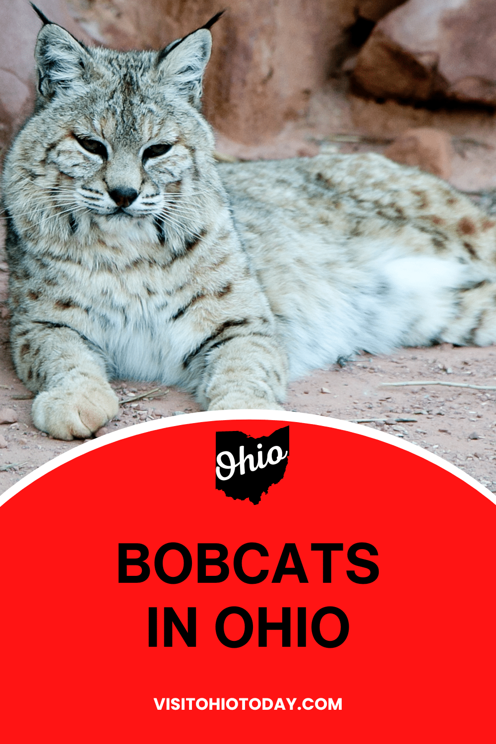 The Bobcat (Lynx rufus) is native to North America, although it ranges from southern Canada through most US states and into Mexico. Bobcats in Ohio were once non-existent, but now have healthy, rising numbers.