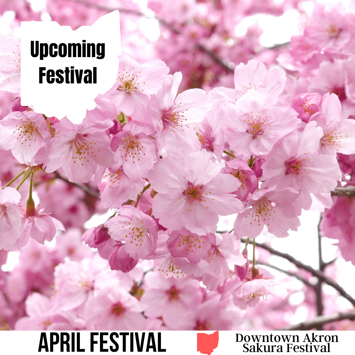 A square image of a photo of a close up of pink cherry blossoms against a white background. A white image of Ohio has text Upcoming Festival. A white strip across the bottom has text April Festival Downtown Akron Sakura Festival.
