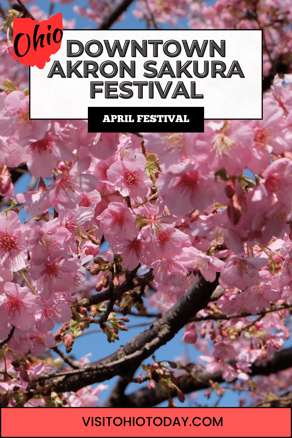 The Downtown Akron Sakura Festival will celebrate spring and cherry blossom trees in early April.