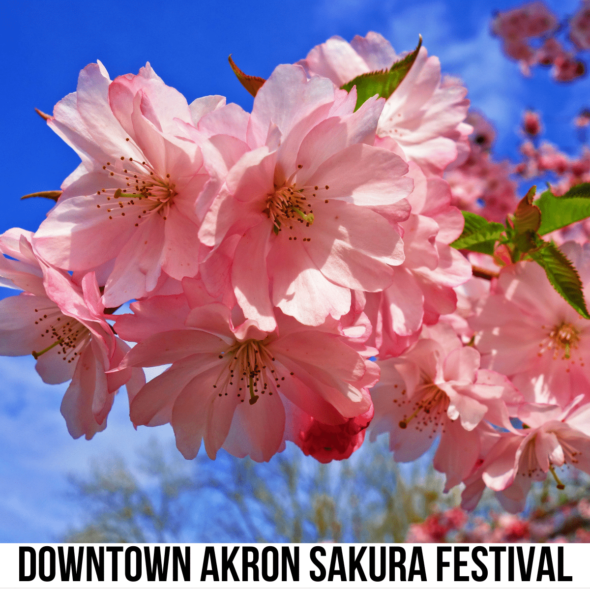A square image of a photo of cherry blossoms on a blue sky background. A white strip across the bottom has text Downtown Akron Sakura Festival