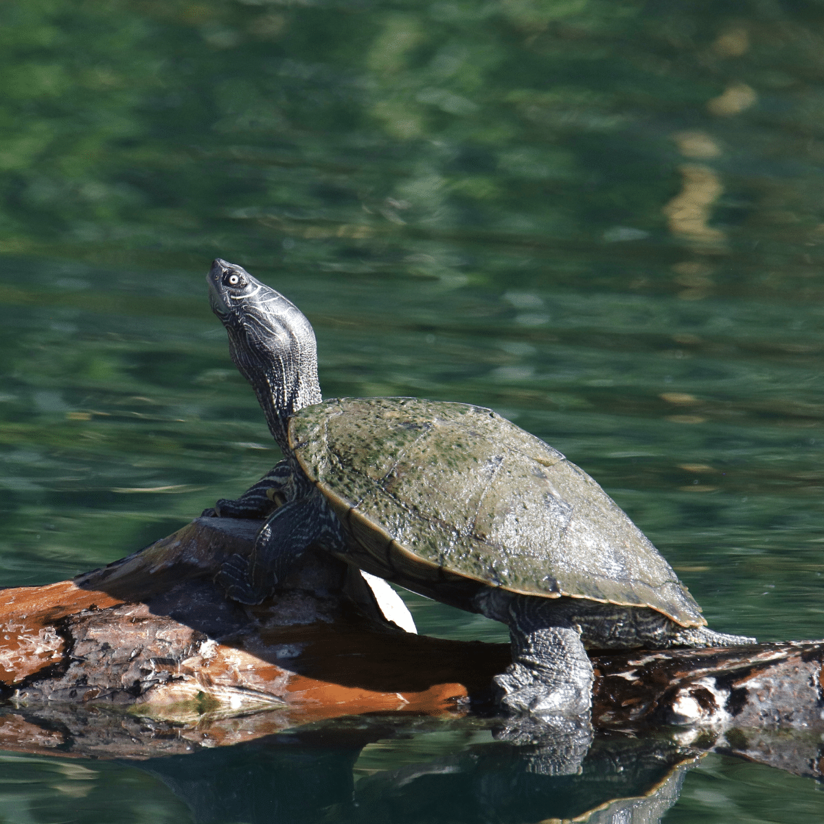 Common Map Turtle-story