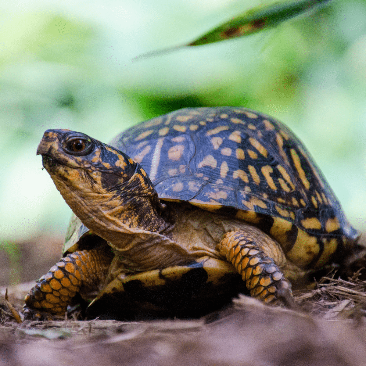Eastern Box Turtle-story