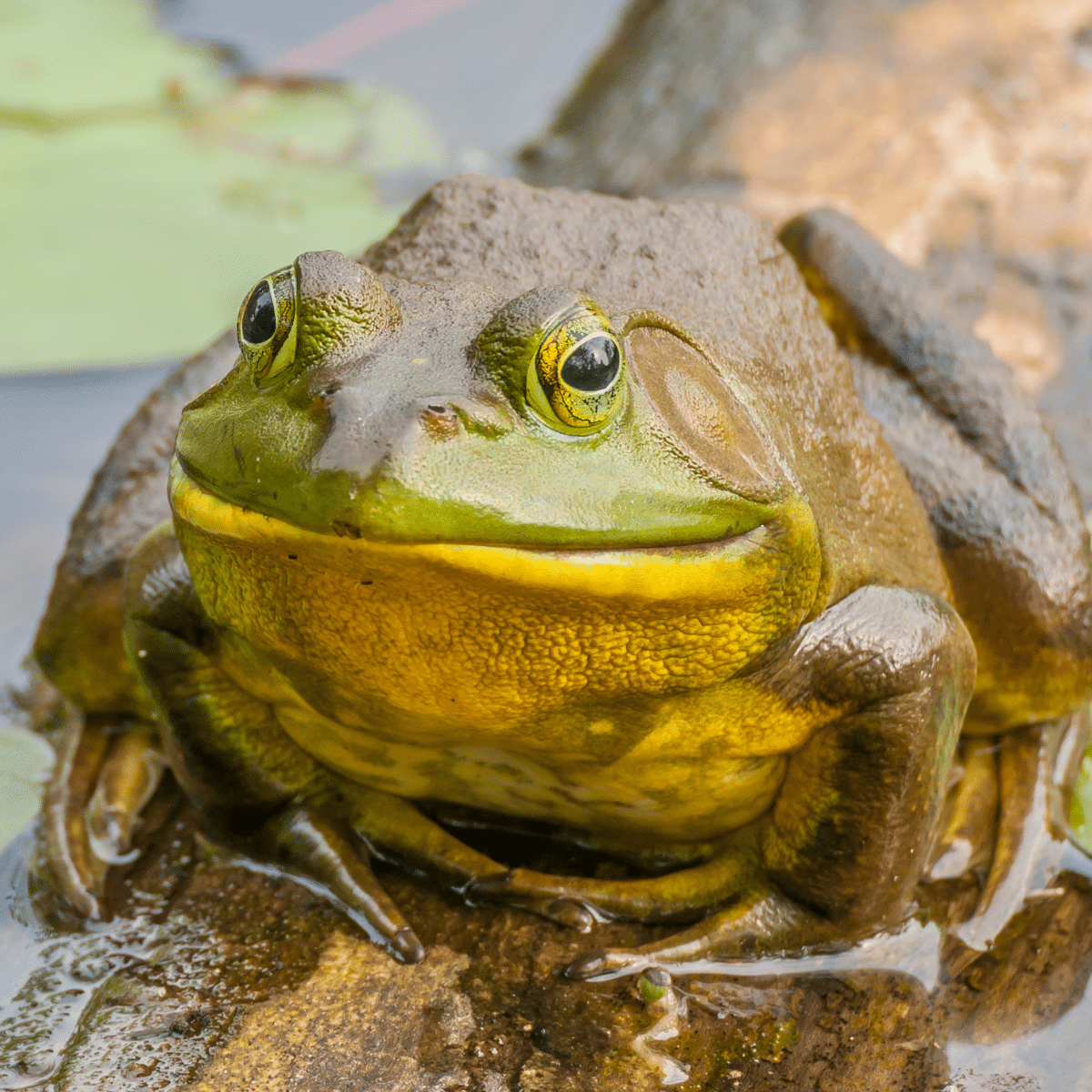 Frogs-story