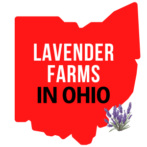 Lavender Farms in Ohio