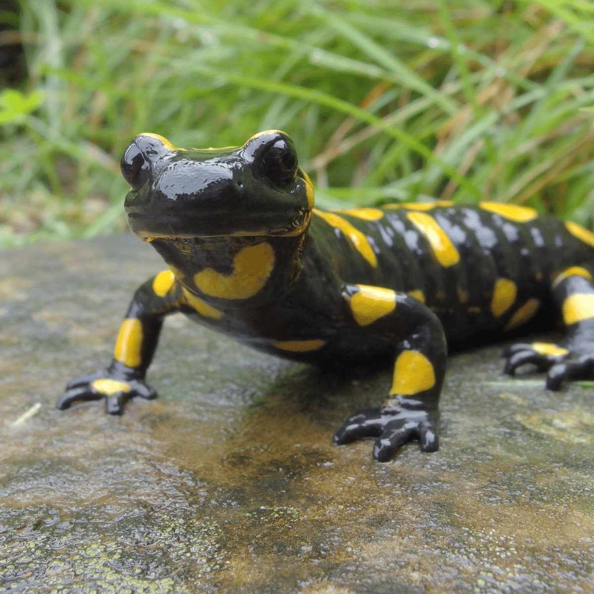 Salamanders-story