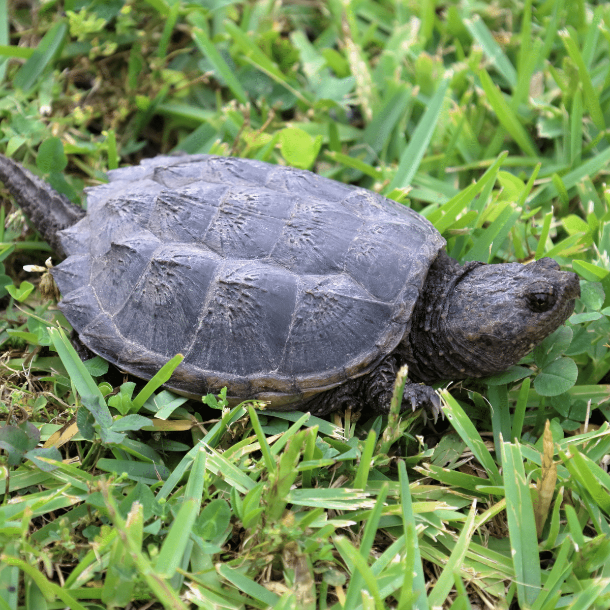 Snapping Turtle-story