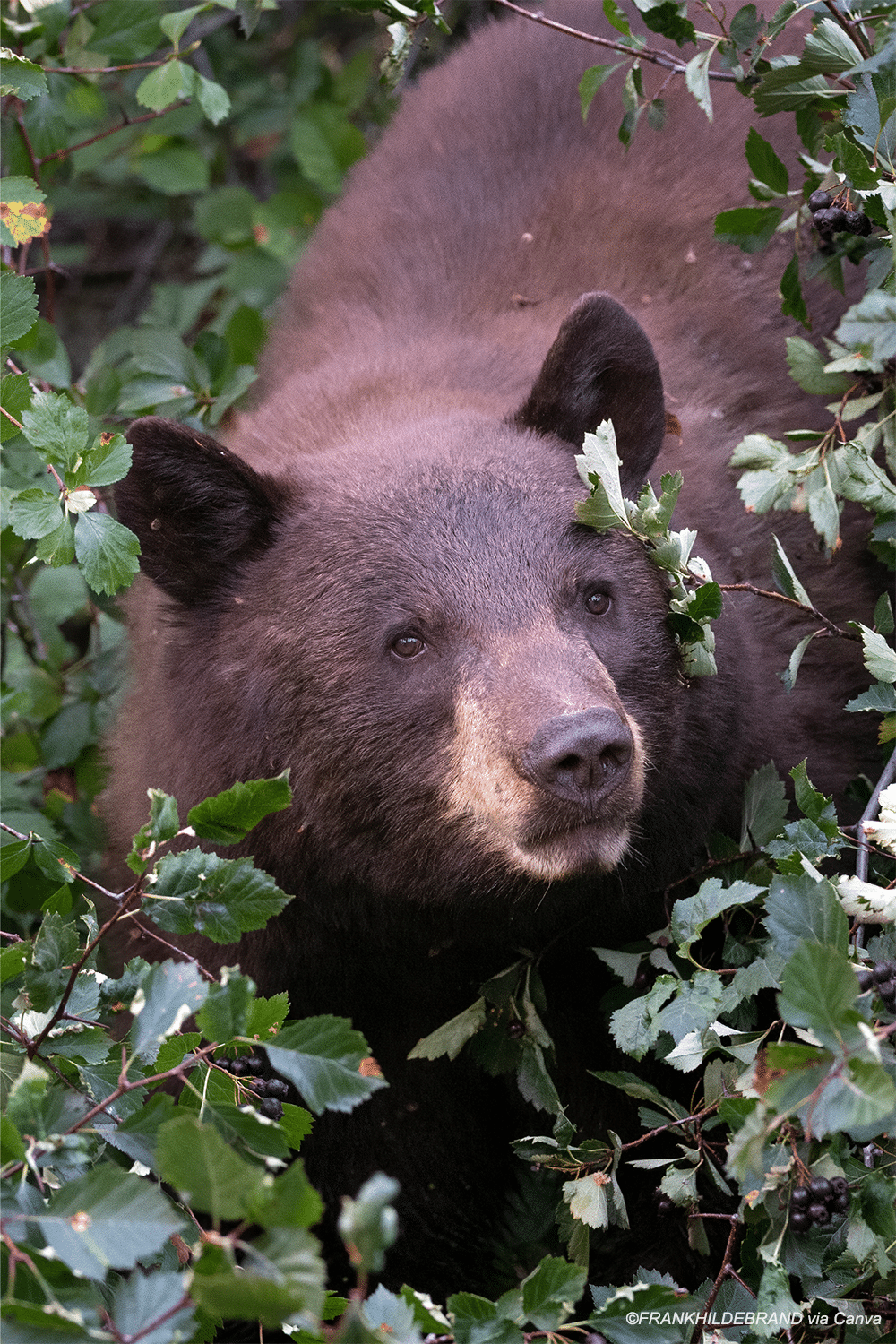 vertical photo of a black bear in the middle of some green foliage