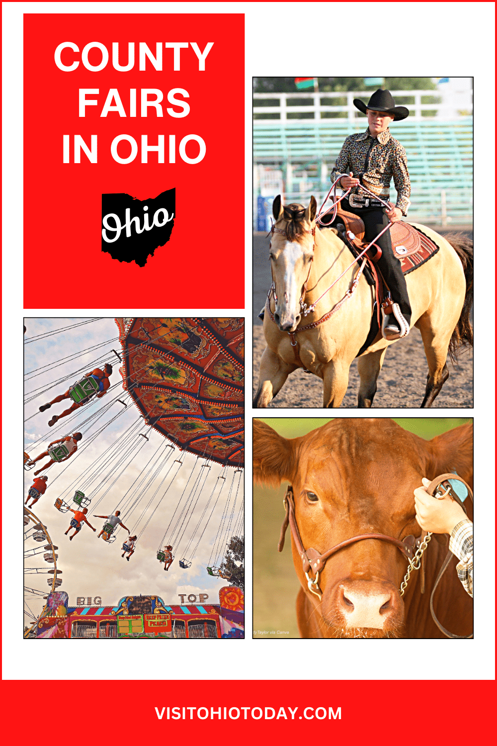vertical image with a photo of people on a swing carousel, a photo of a boy on a rodeo horse, and a photo of a show cow. A red area in the top left has the text County Fairs in Ohio