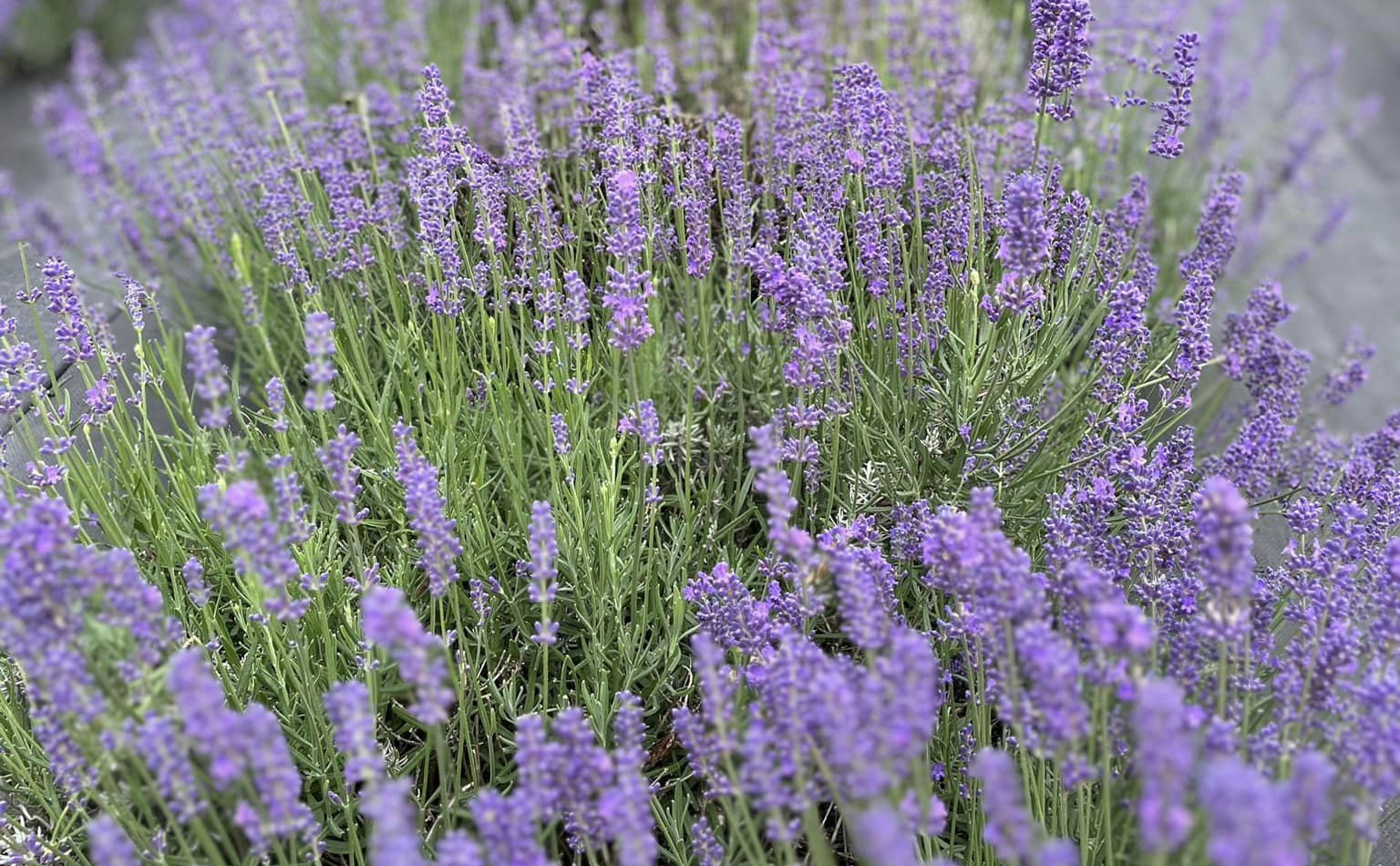 horizontal photo of a close up of lavender at Sunset Ridge Lavender Farm