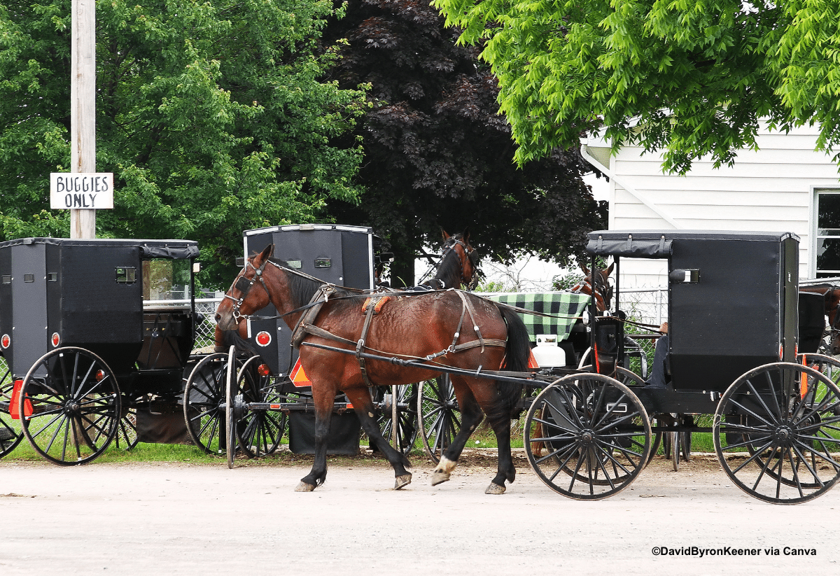 horizontal image of horses and buggies in the town of Hope Ohio