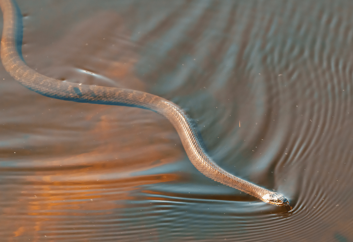 horizontal photo of a common water snake swimming through still water