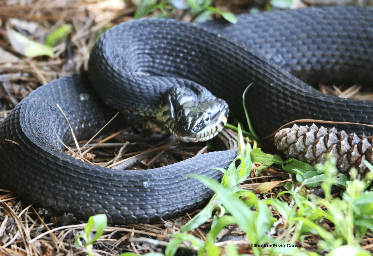 horizontal photo of a plain bellied water snake curled up on some foliage with a pine cone in front of it