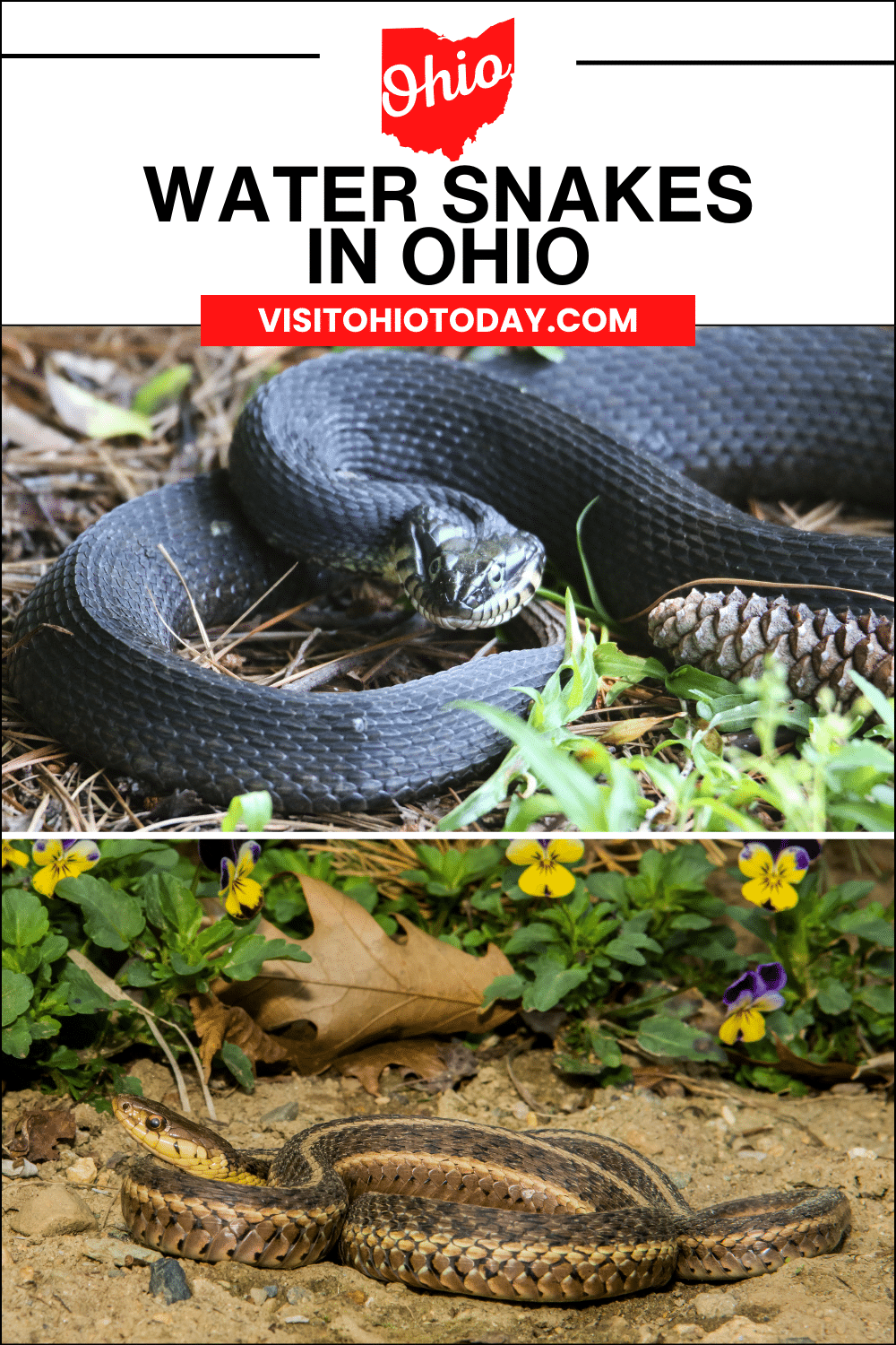 vertical image with a photo of a plain bellied water snake and a photo of an eastern garter snake. A white are across the top has the text Water Snakes in Ohio