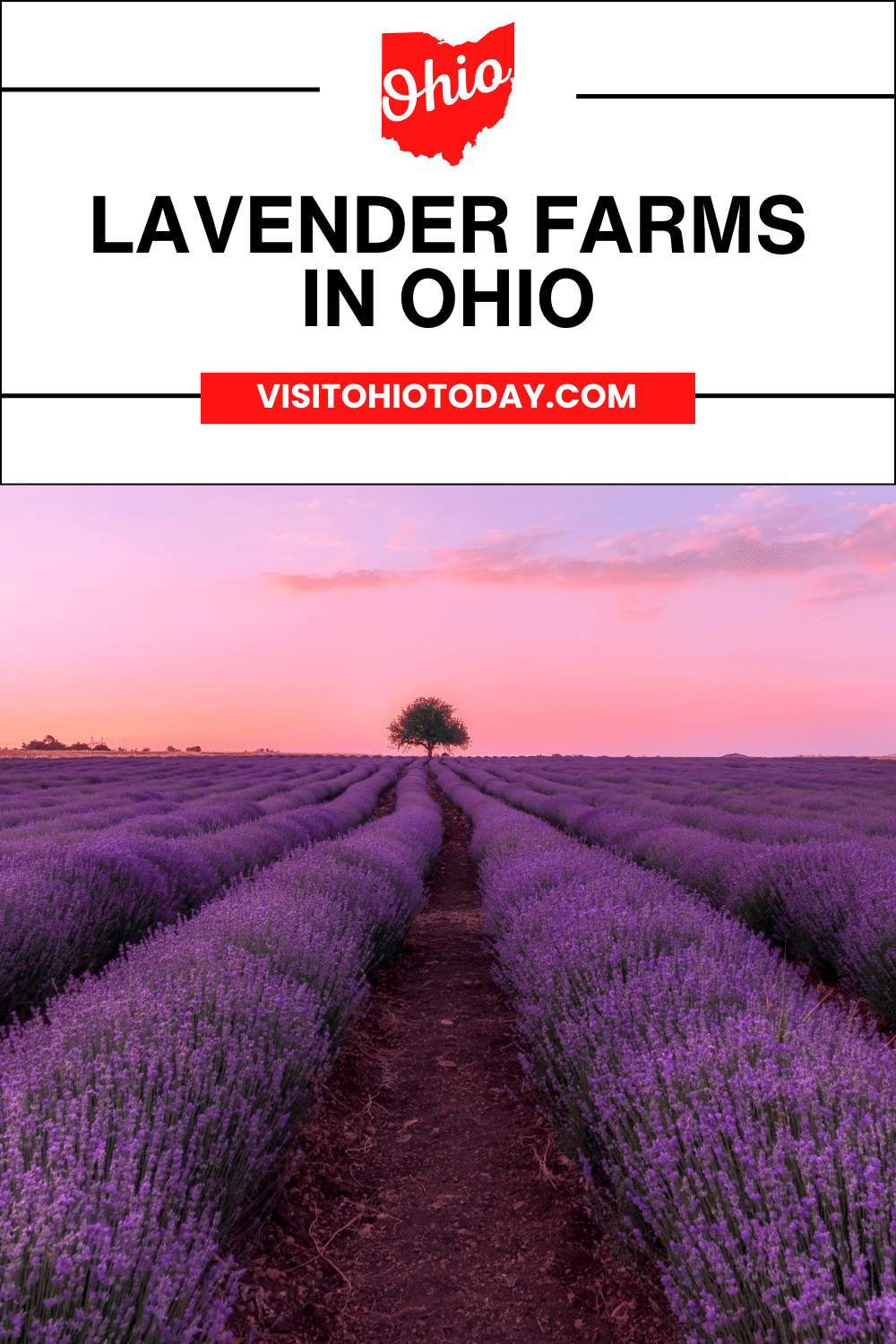 Walking through the Lavender Farms in Ohio will leave you with a feeling of peace as you inhale the intoxicatingly pure scent of lavender. You can enjoy this lovely activity in the summer, as lavender typically blooms mid-June through late August