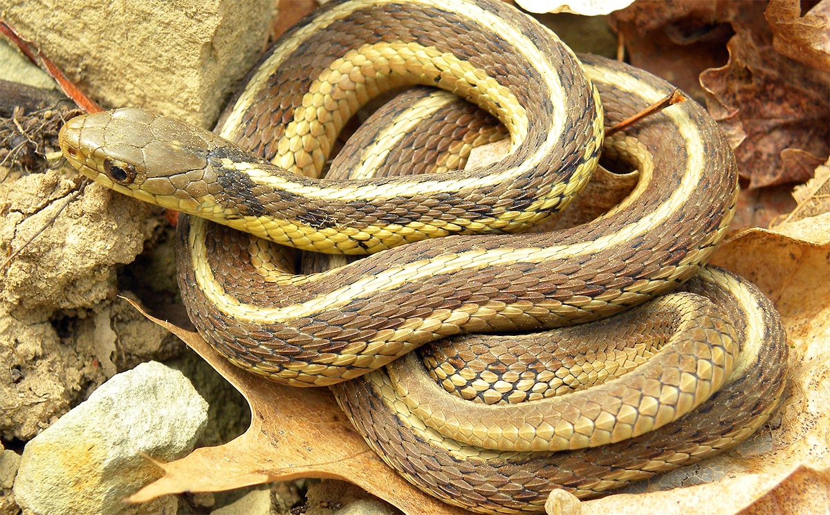 horizontal photo of a coiled eastern garter snake in dead foliage