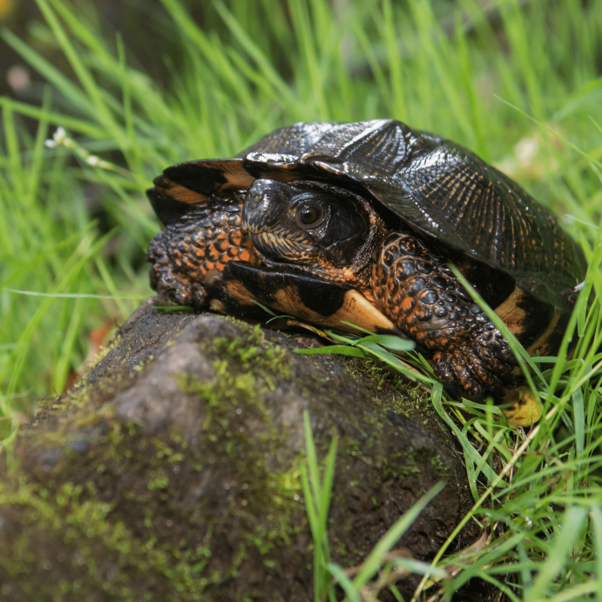 Wood Turtle-story