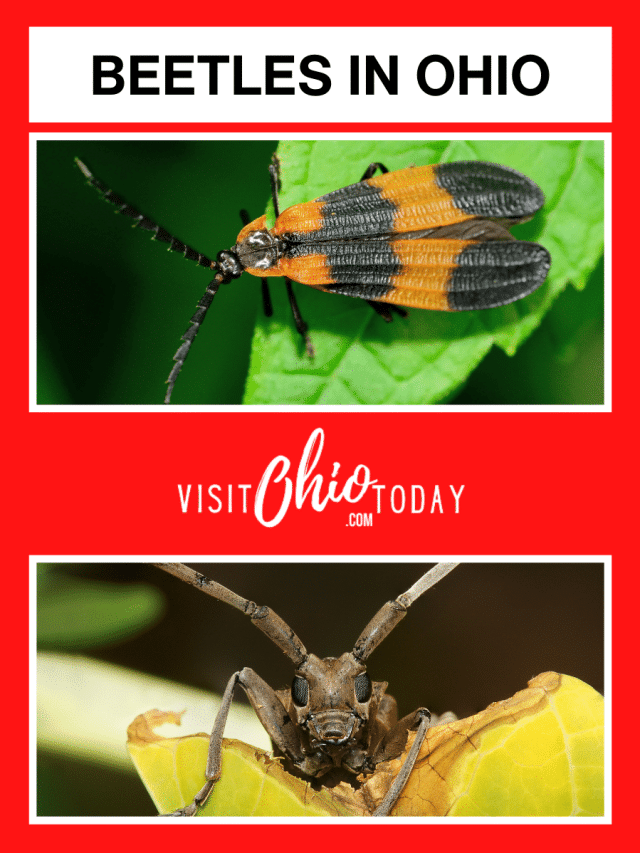 Beetles in Ohio