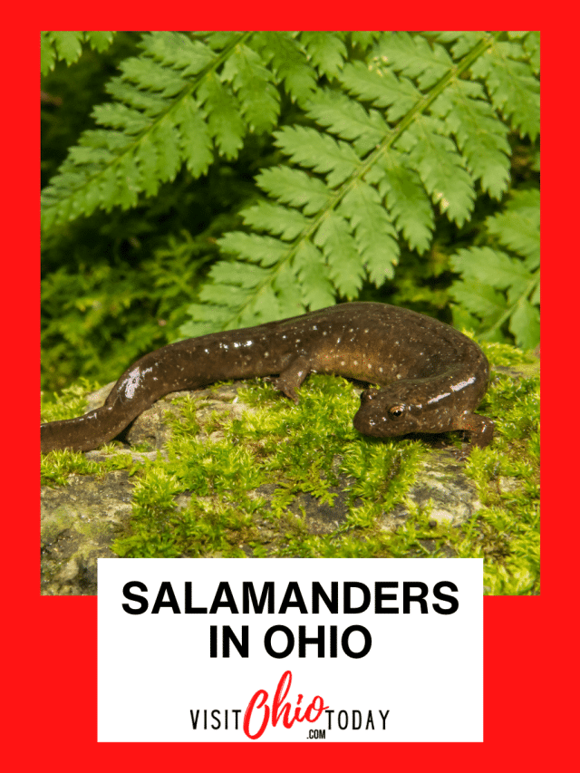 Salamanders in Ohio
