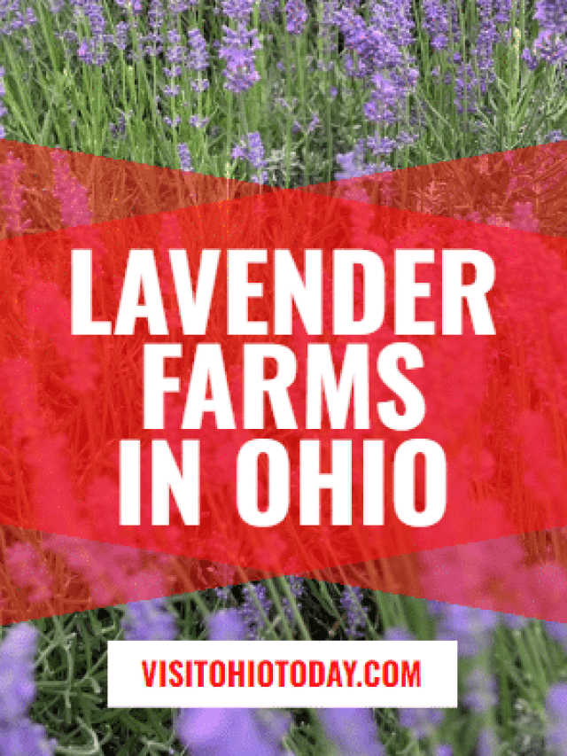 Lavender Farms in Ohio