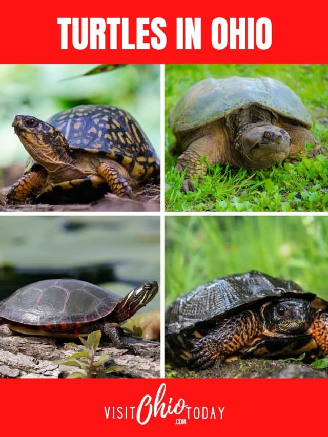 Turtles in Ohio