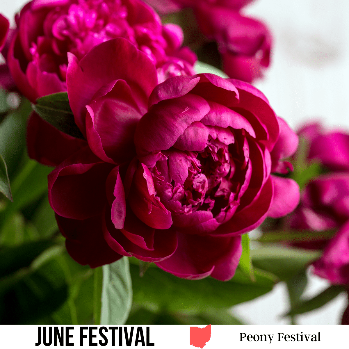 A square image of a photo of magenta colored peonies. A white strip across the bottom has text June Festival Peony Festival