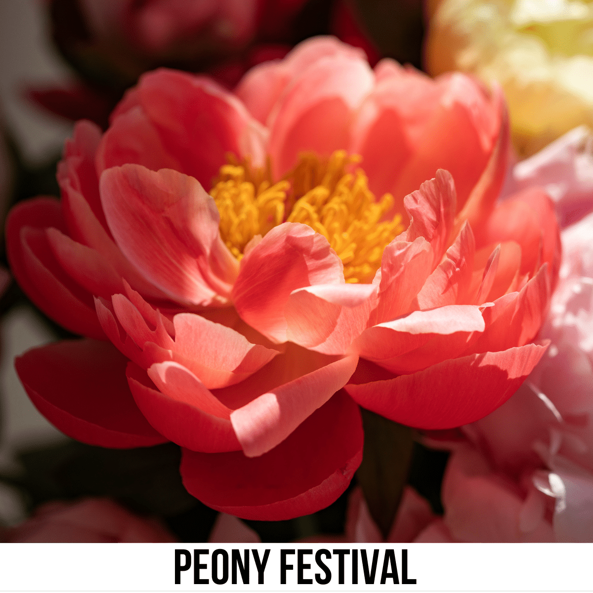 A square image of a photo of a salmon-colored peony. A white strip across the bottom has text Peony Festival