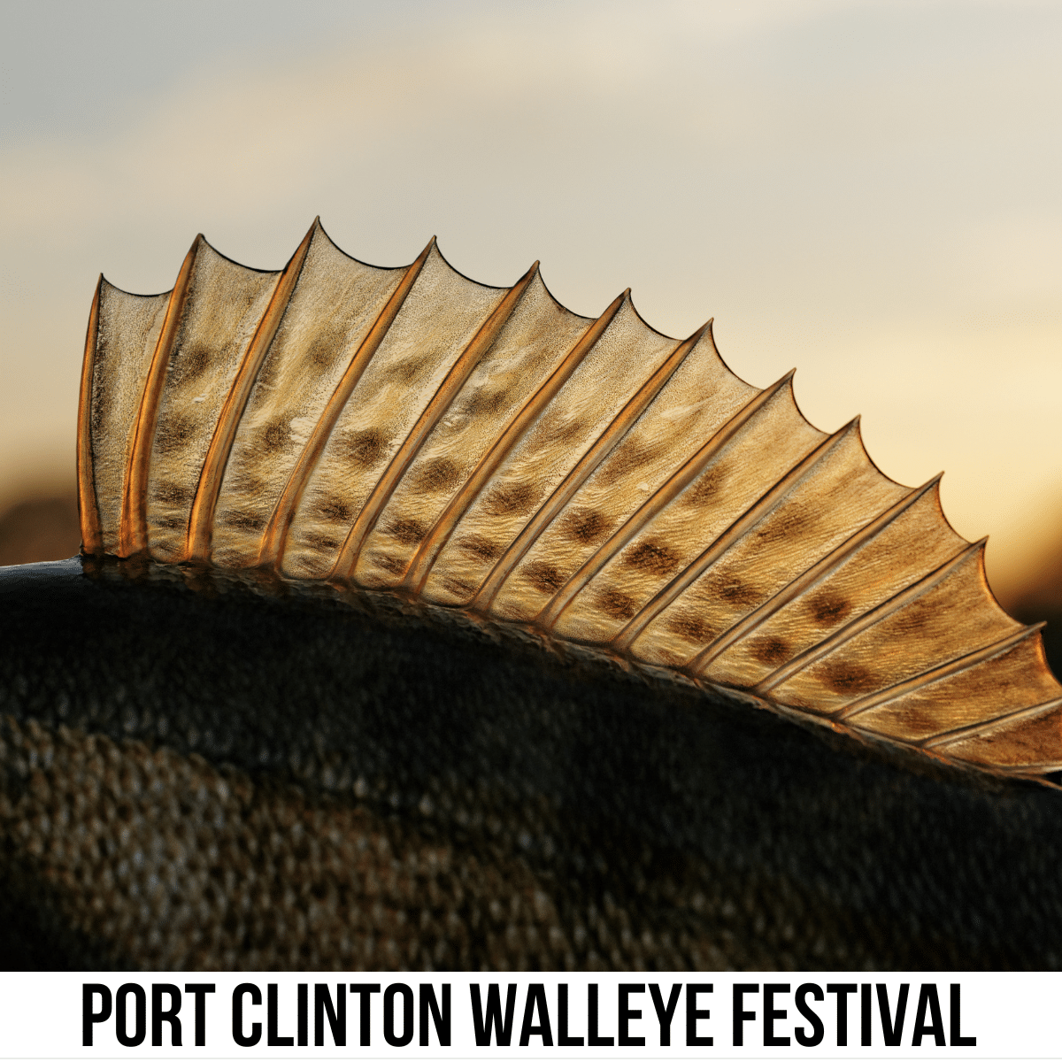 A square image of a photo of the dorsal fin on a fish. A white strip across the bottom has text Port Clinton Walleye Festival.