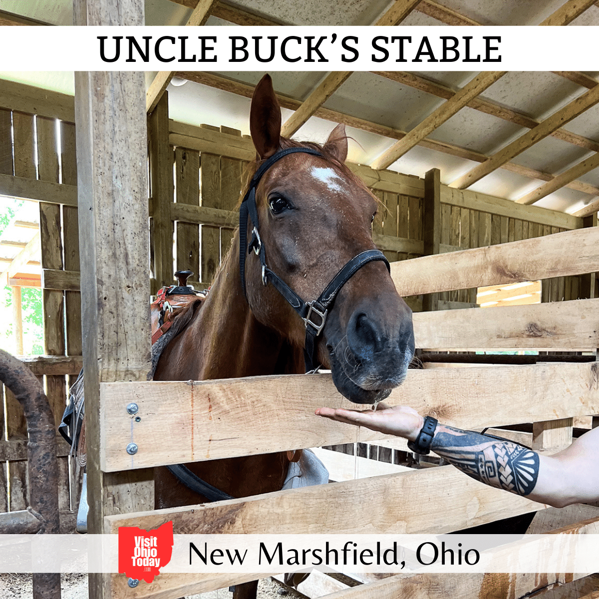Uncle Buck’s Stable