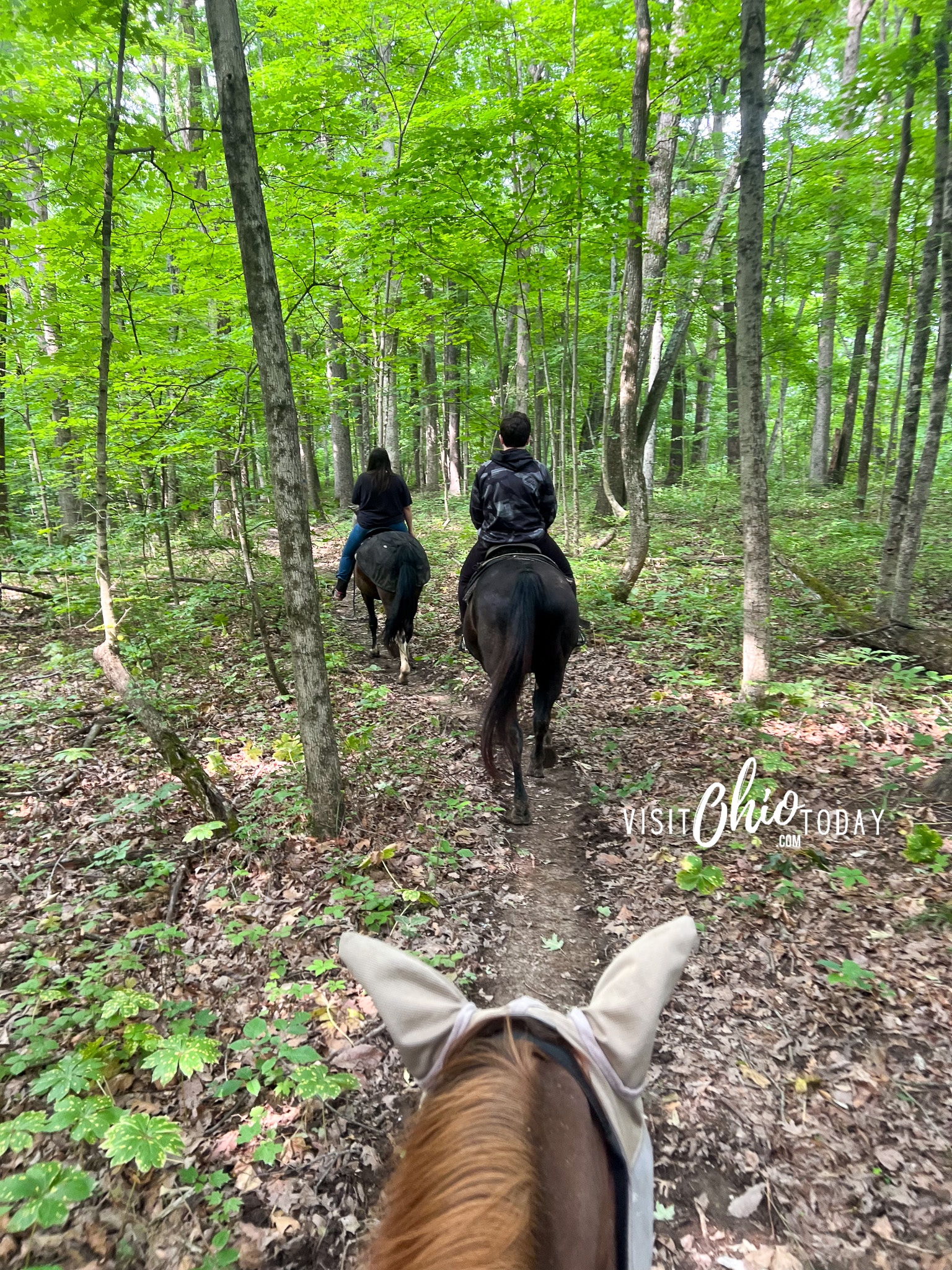 vertical photo of two riders on a trail through the Zaleski State Forest with Uncle Buck's Stables. Photo credit: Cindy Gordon of VisitOhioToday.com