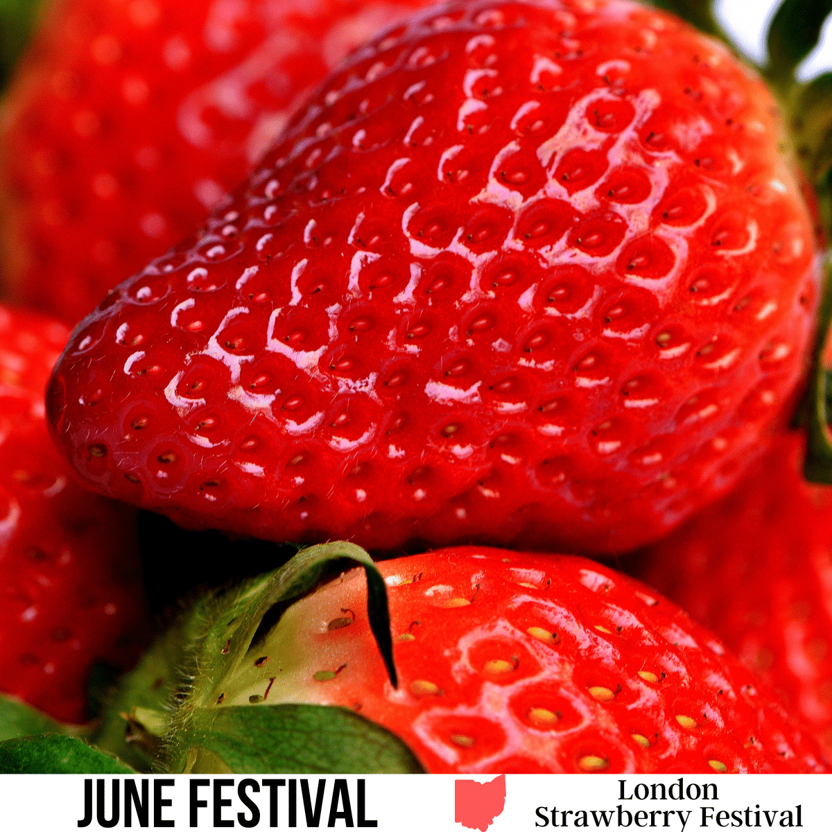 A square image of a closeup photo of a few strawberries. A white strip across the bottom has text June Festival London Strawberry Festival.