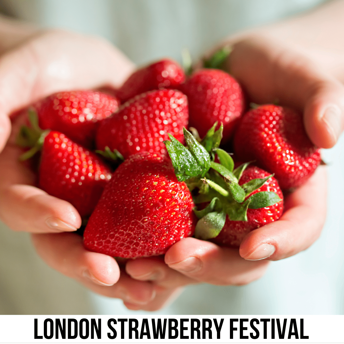 A square image of a photo of hands holding a bunch of strawberries. A white strip across the bottom has text London Strawberry Festival.