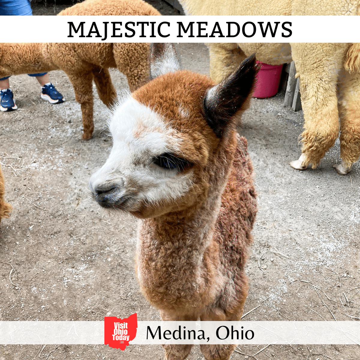 square image with a photo of a young alpaca. A white strip across the top has the text Majestic Meadows, and a white strip across the bottom has the text Medina Ohio