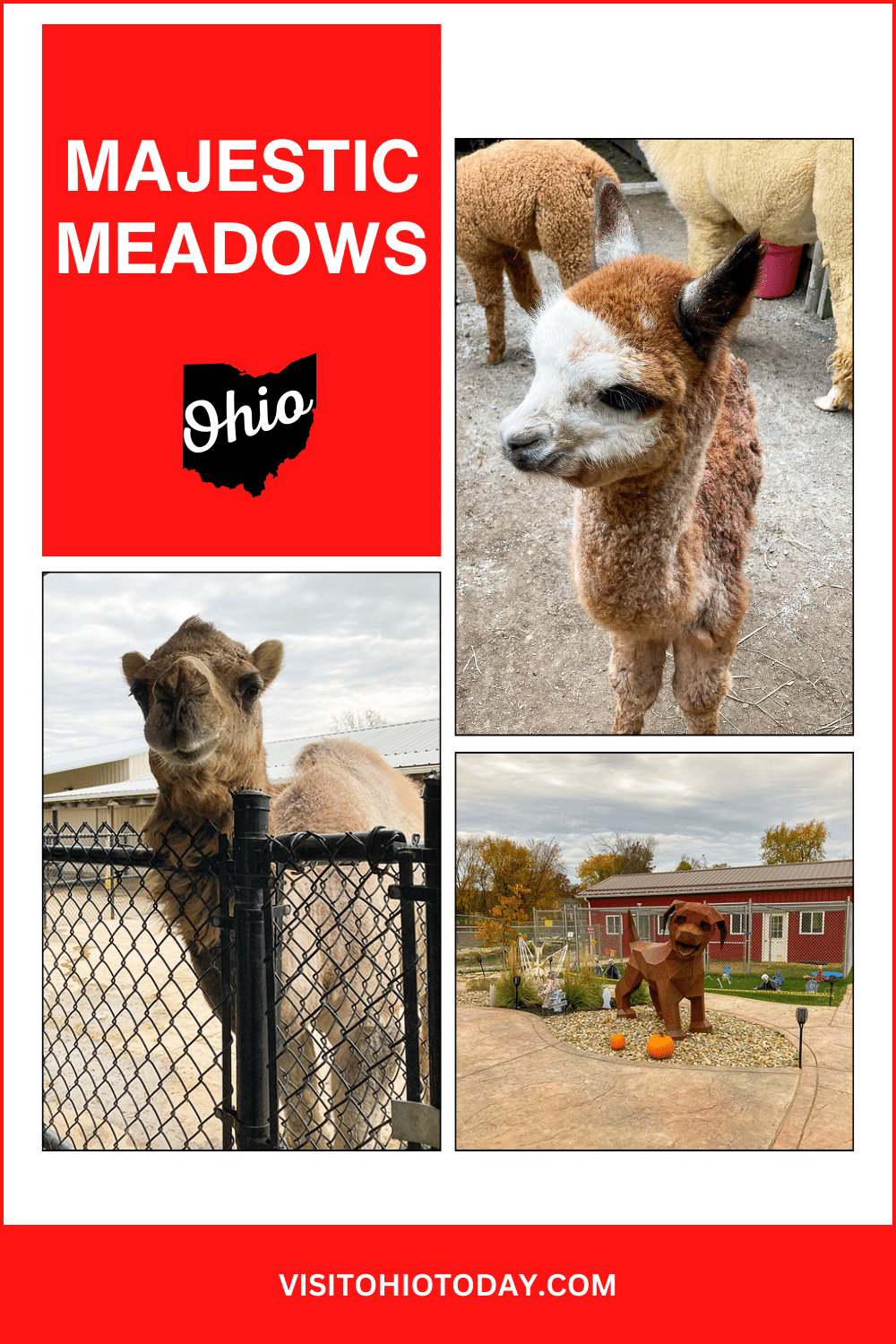 Experience the charm of Majestic Meadows, an alpaca farm nestled in scenic Medina! Get up close and personal with adorable alpacas and a variety of other animals like llamas, miniature horses, and donkeys. Hand-feed these gentle creatures and create memories to cherish forever! #MajesticMeadows #AlpacaFarm #MedinaOhio