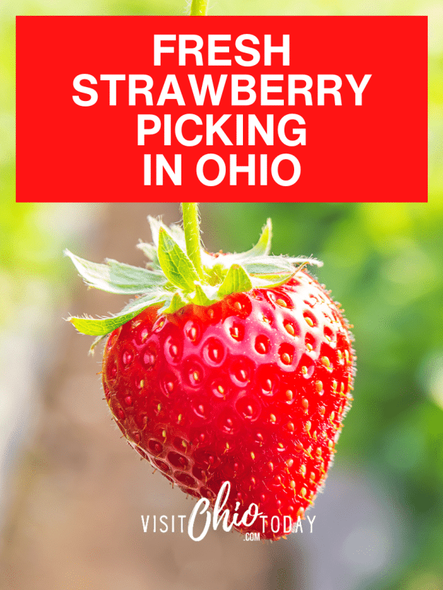 Fresh Strawberry Picking in Ohio