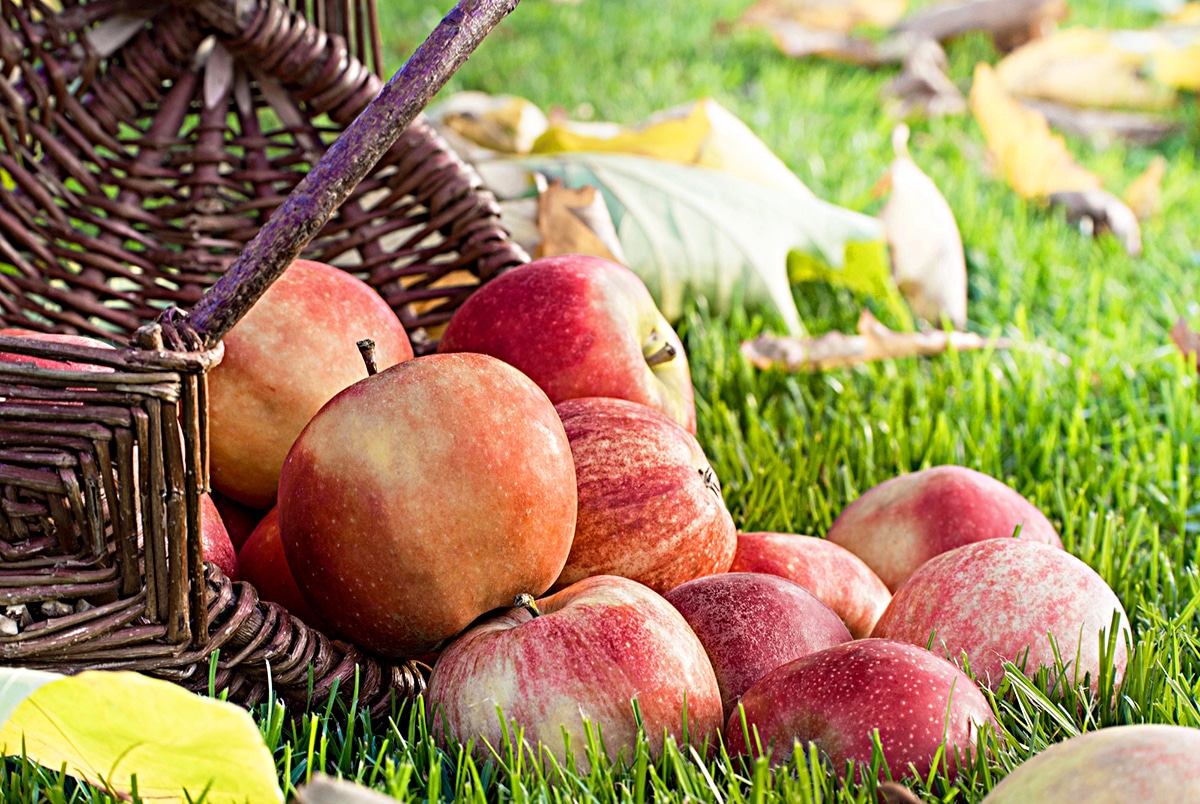 horizontal photo of a basket on its side on a grassy area with apples spilling out of it