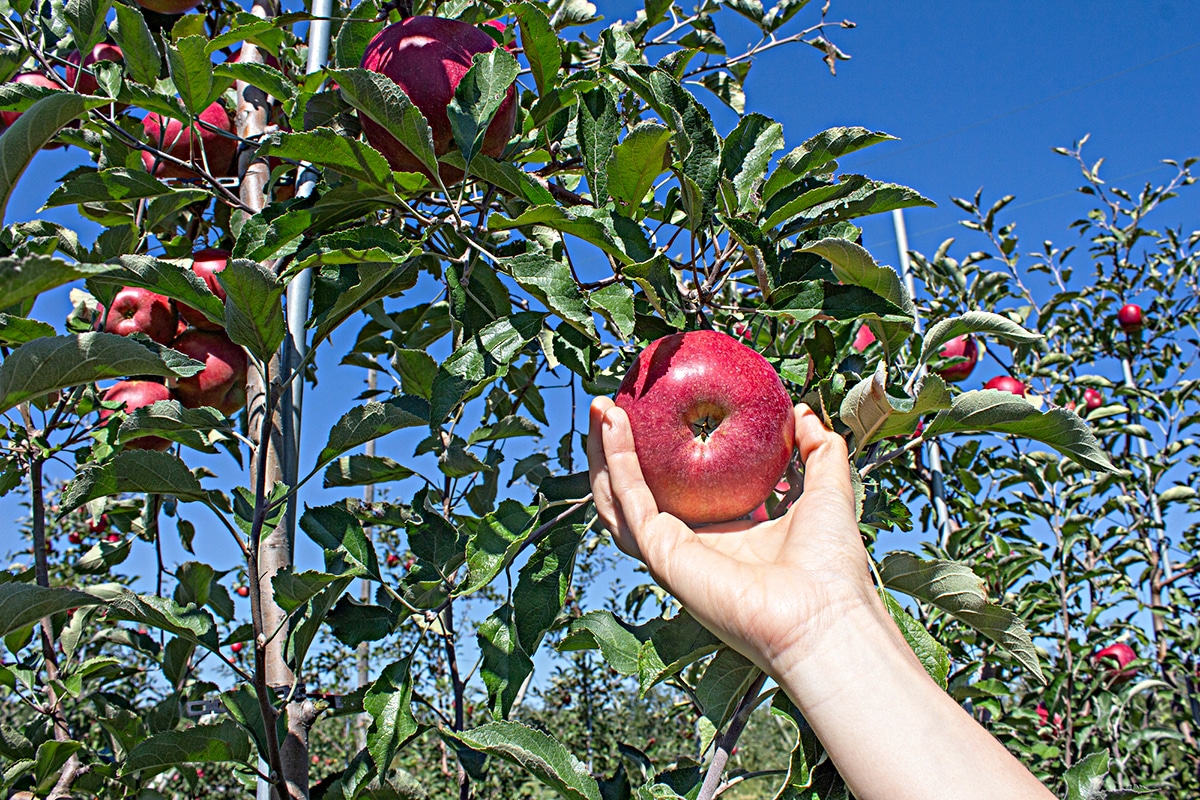 horizontal photo of a hand picking a red apple from a tree. There is a clear blue sky in the background