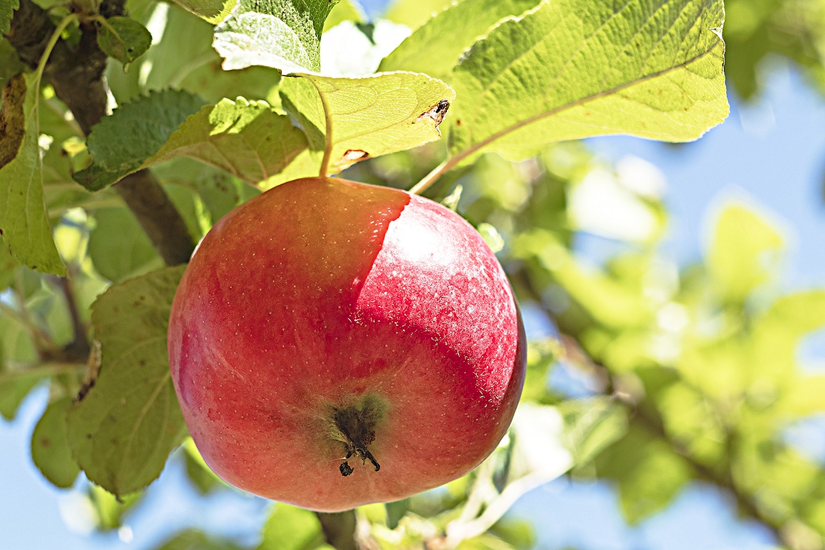 horizontal photo of a single apple on an apple tree