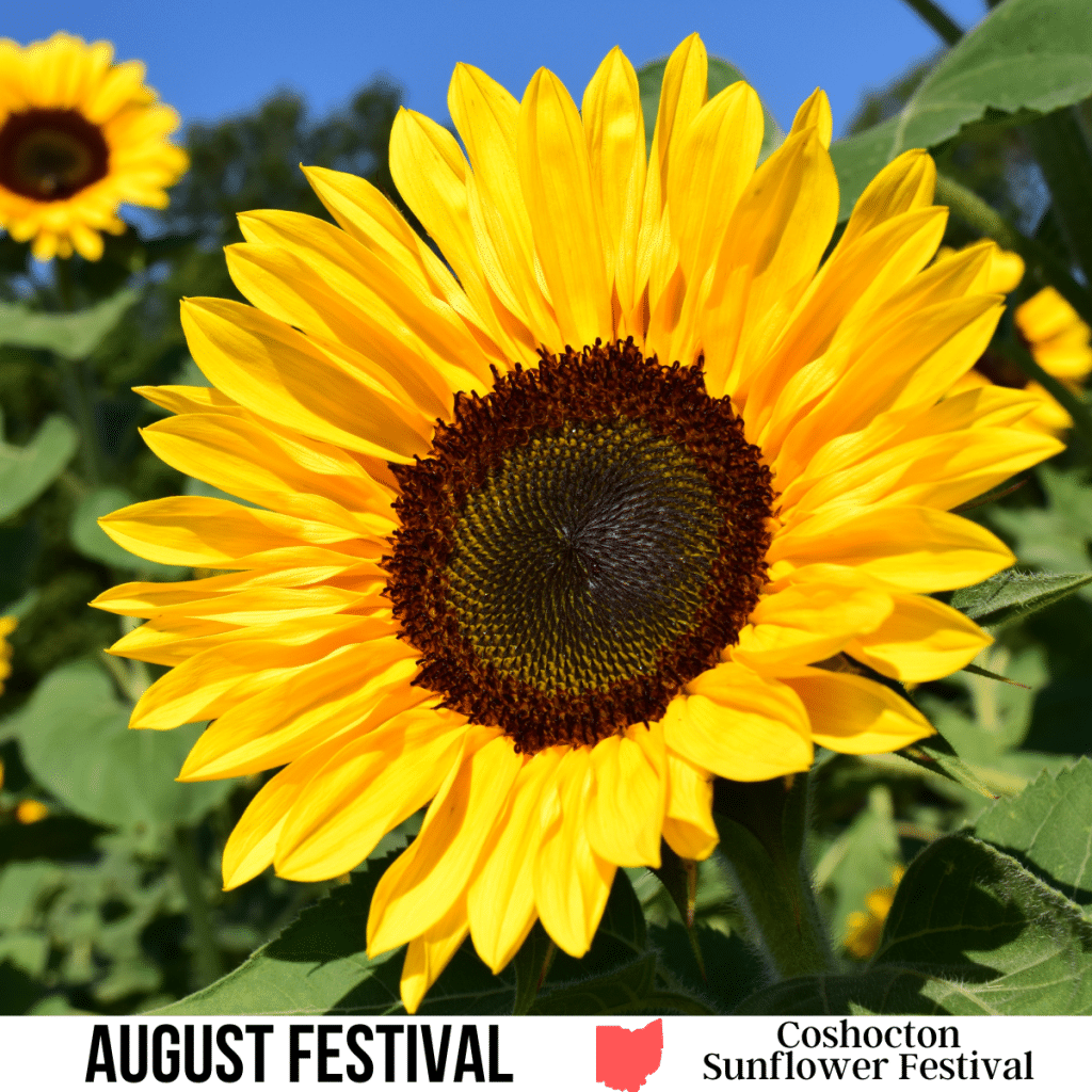 A square image of a close-up photo of a sunflower in a sunflower field. A white strip across the bottom has text August Festival Coshocton Sunflower Festival.
