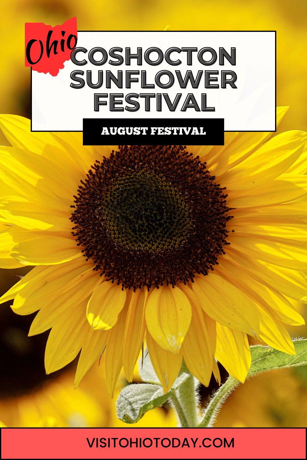 Coshocton Sunflower Festival is an annual summer event occurring at the Coshocton KOA Holiday Campground in Coshocton in early August.