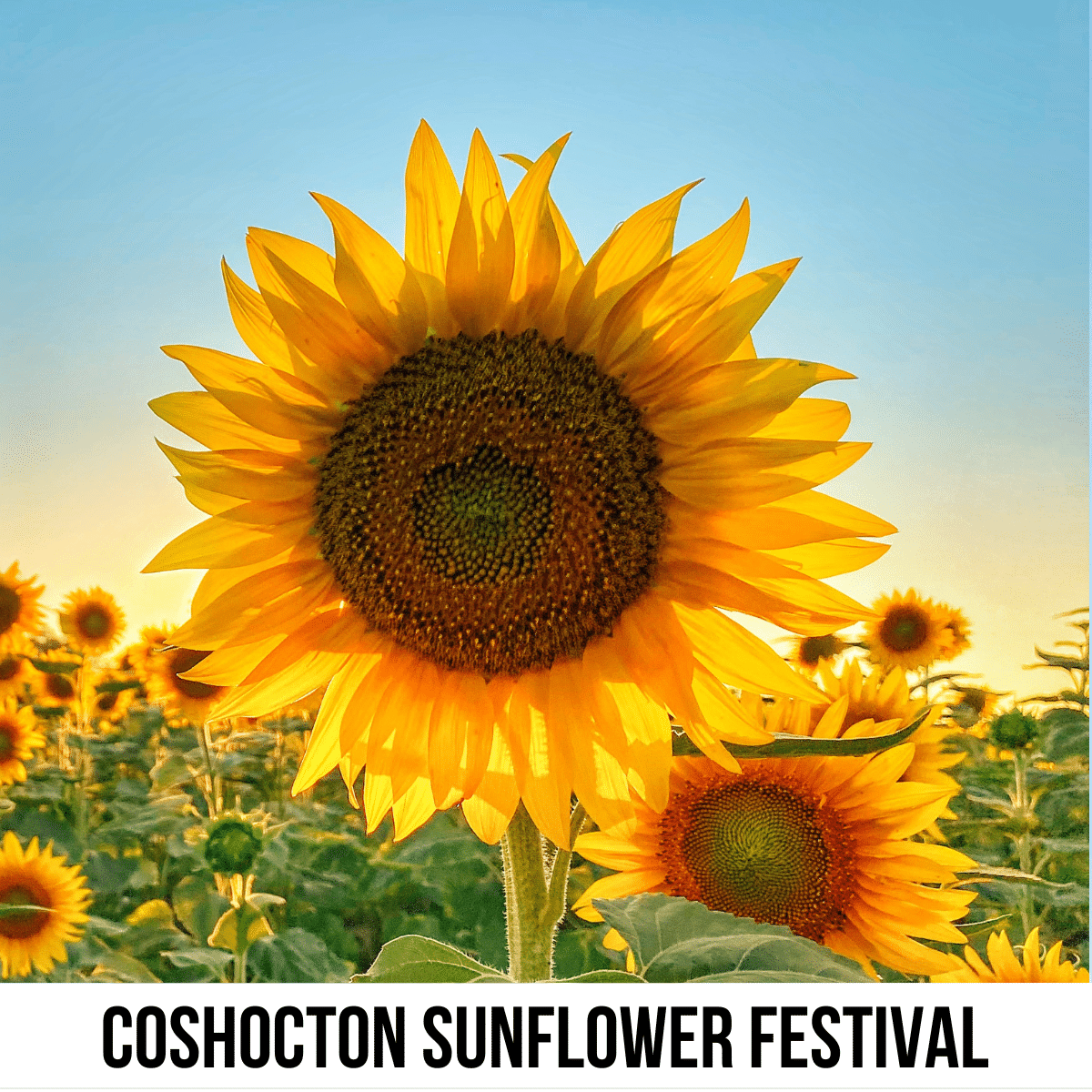 A square image of a close-up photo of a sunflower with a sunflower field in the background. A white strip across the bottom has text Coshocton Sunflower Festival.