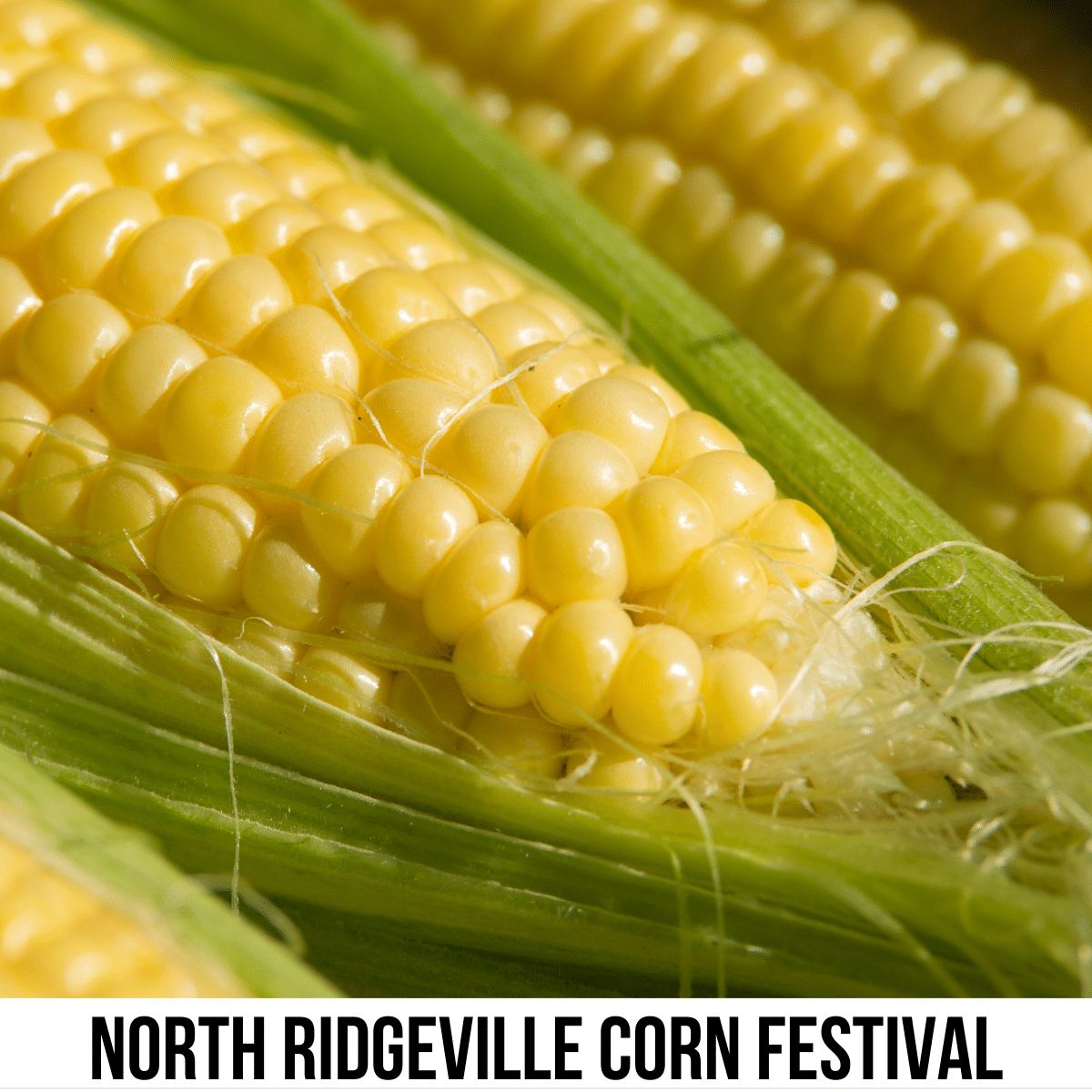 A square image of an up-close photo of ears of corn, still inside the  husk. A white strip across the bottom has the text North Ridgeville Corn Festival. 