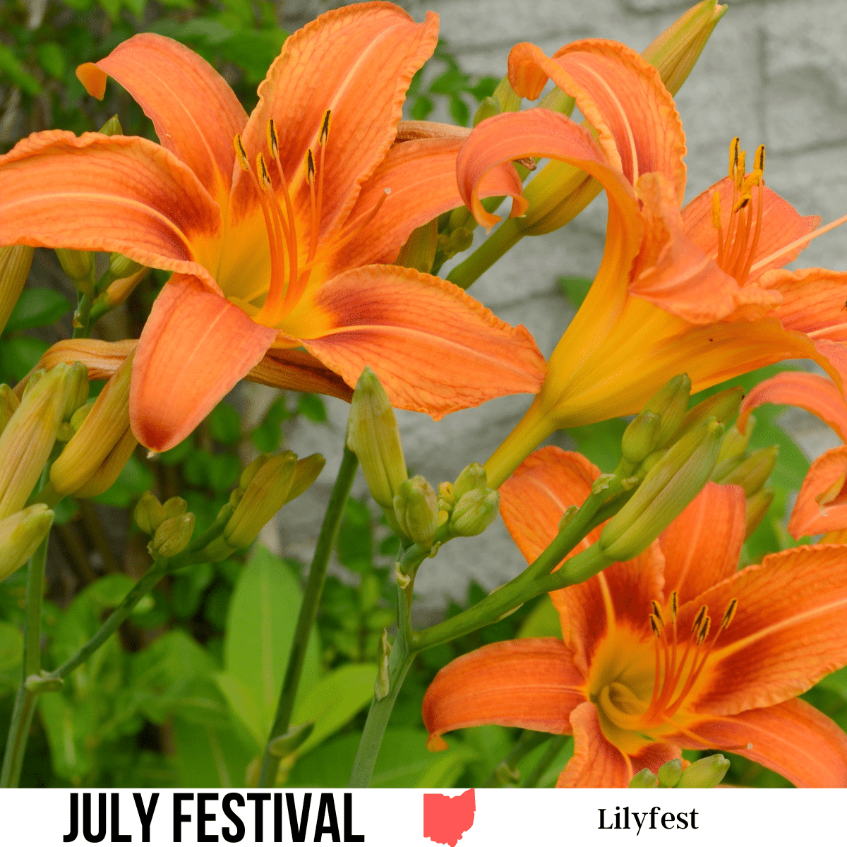 A square image of a photo of orange lilies. A white strip across the bottom has text July Festival Lilyfest.