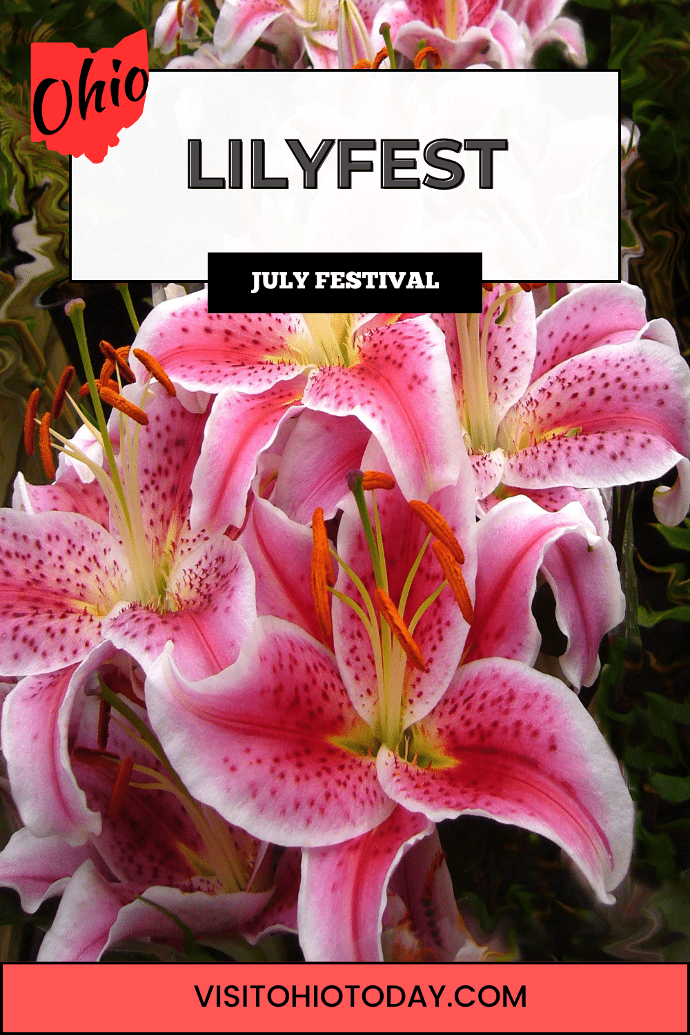 Lilyfest is a festival in Rockbridge at Bishop Educational Gardens that occurs in mid-July.