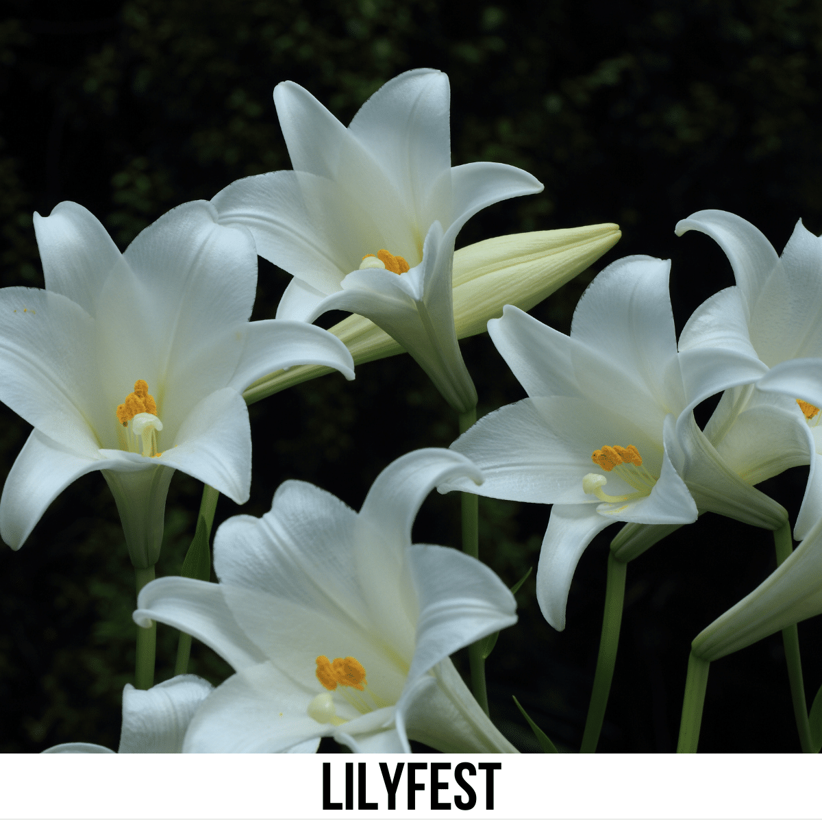 A square image of a photo of 5 white lilies against a dark background. A white strip across the bottom has text Lilyfest.