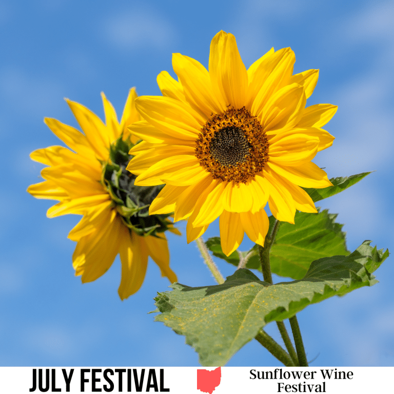 Sunflower Wine Festival
