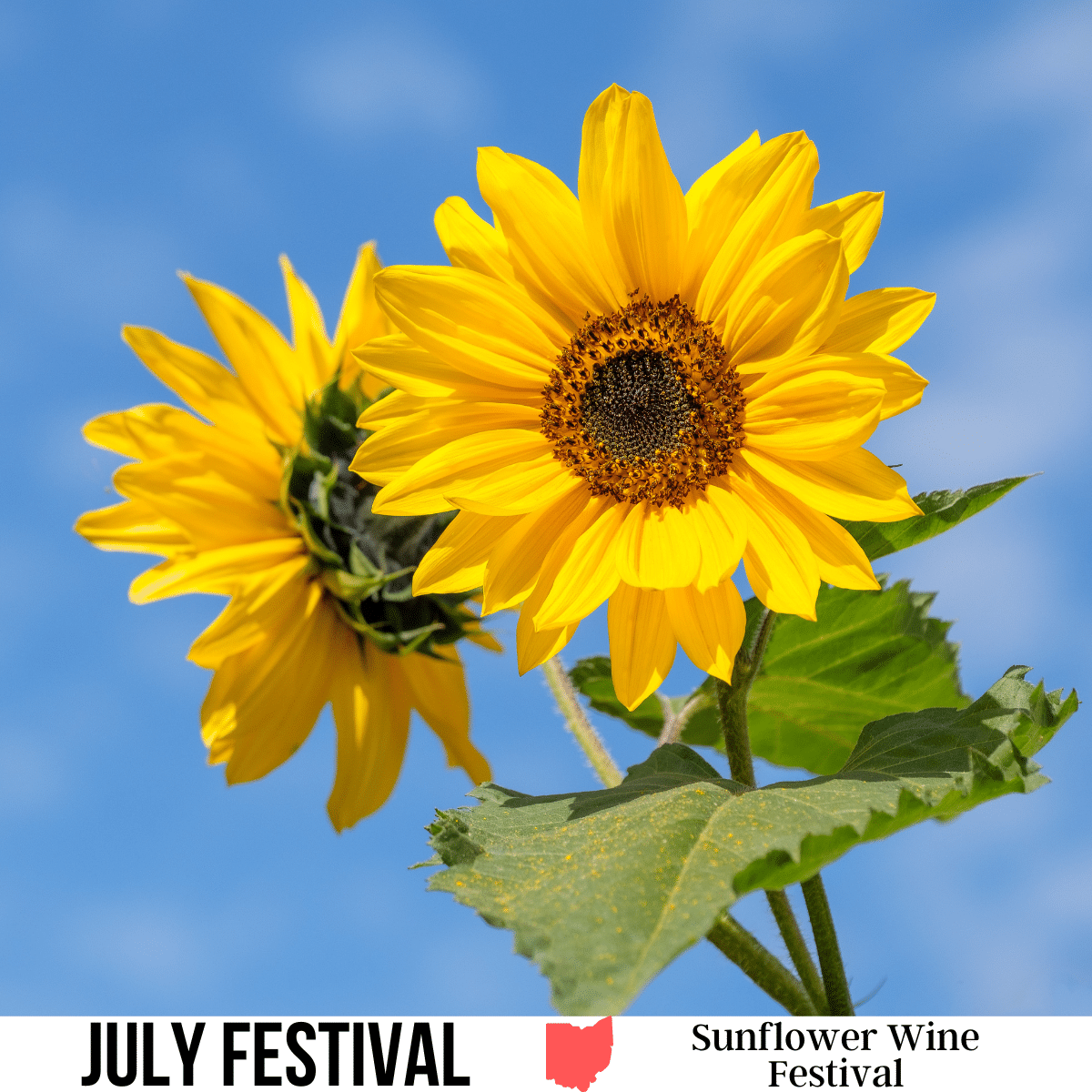 A square image of a photo of two sunflowers against a blue sky background. A white strip across the bottom has text July Festival Sunflower Wine Festival.