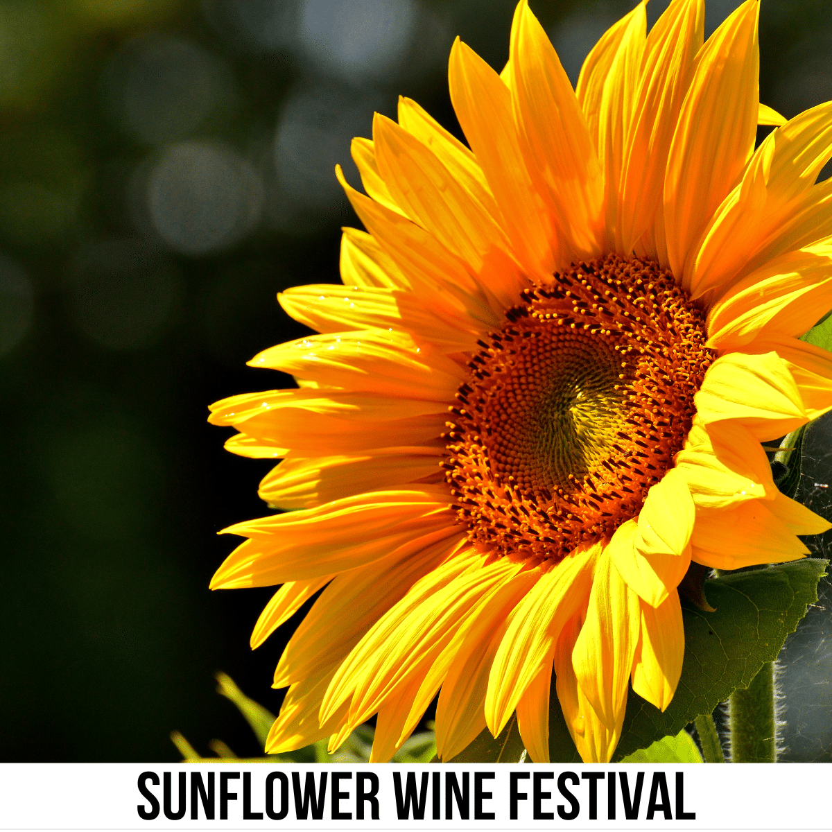 A square image of a photo of a sunflower against a dark background. A white strip across the bottom has text Sunflower Wine Festival. 