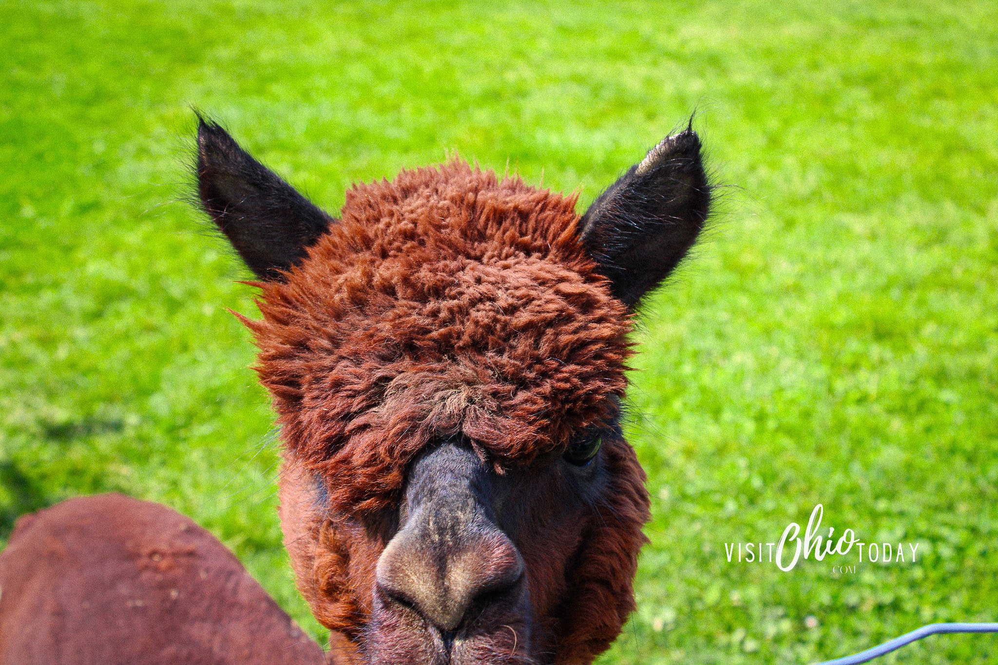 A square image of a closeup photo of a brown llama against a green grass background. 